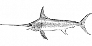 Swordfish
