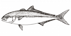 Yellowtail